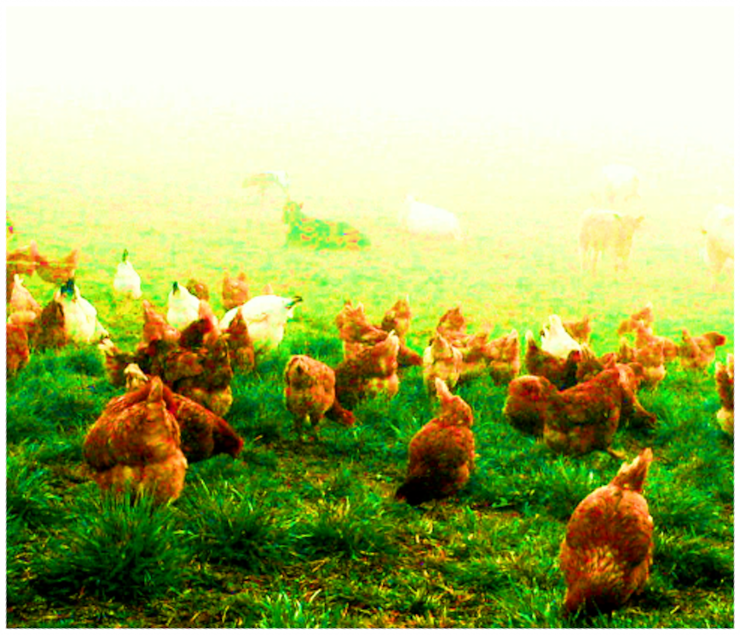 Robotic and AI system for smart poultry growing